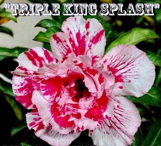 (image for) Adenium \'Triple King Splash\' 5 Seeds